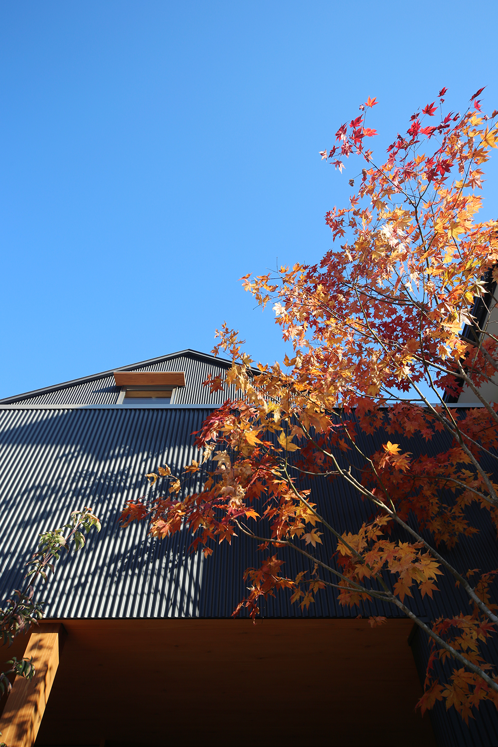 相生市の木の家 紅葉が黒い外壁に映える