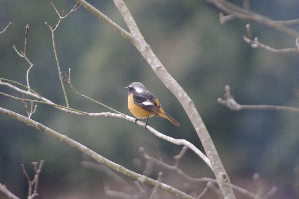 マルティグラス 鳥のつがい2羽が木の枝で佇む風景 - 置物