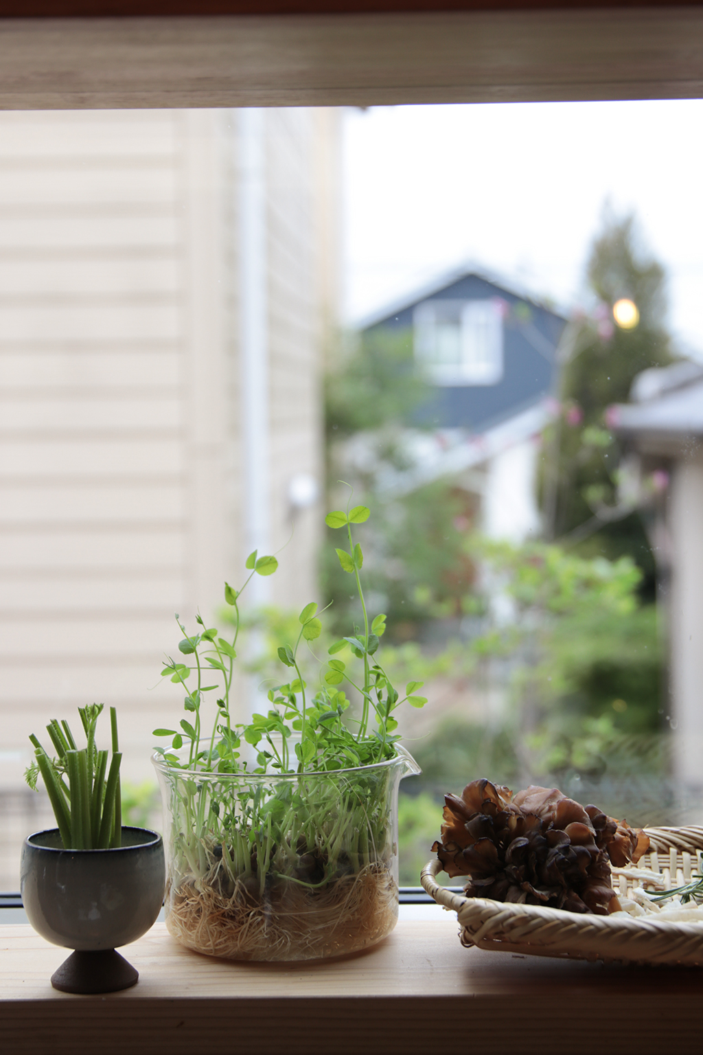 加古川市の木の家 キッチンの小窓を飾る植物たち