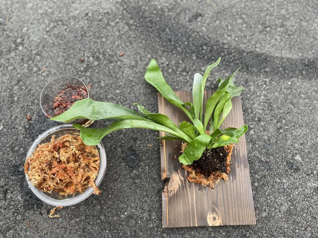 お手軽すぎ盆栽★新品 盆水 紅葉 ポンプ セット コケ アクアリウム 盆栽 鉢 水槽 苔 植木 まとめて 溶岩石 苔玉 テラリウム メダカ 展示品 ﾋﾞｶｸｼﾀﾞの板付け | 姫路市・加古川市周辺でおしゃれな注文住宅を建てる