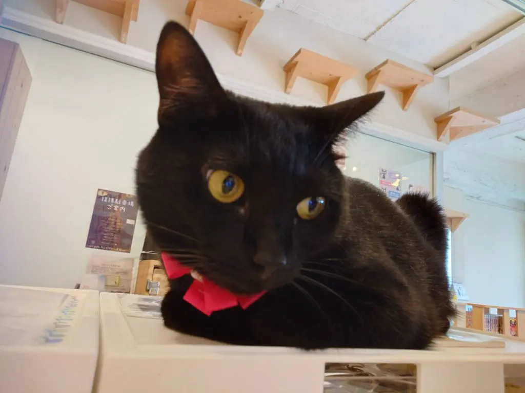 レトロポップ パネル時計 昭和 壁掛け時計 ネコ 猫 ピアノ ねこ