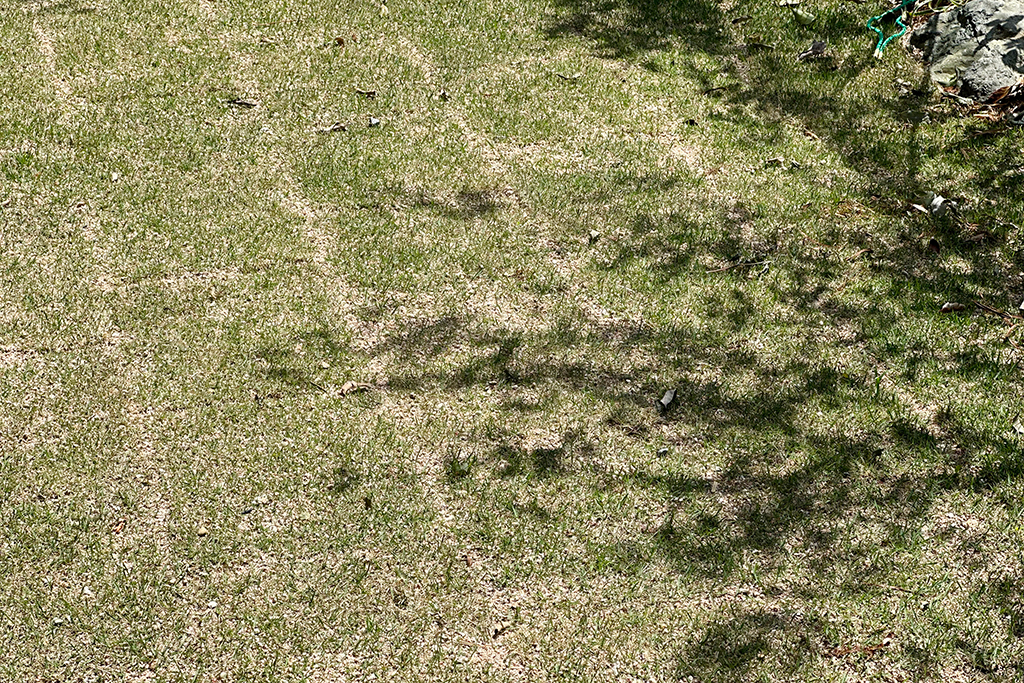 加古川市の木の家 芝庭